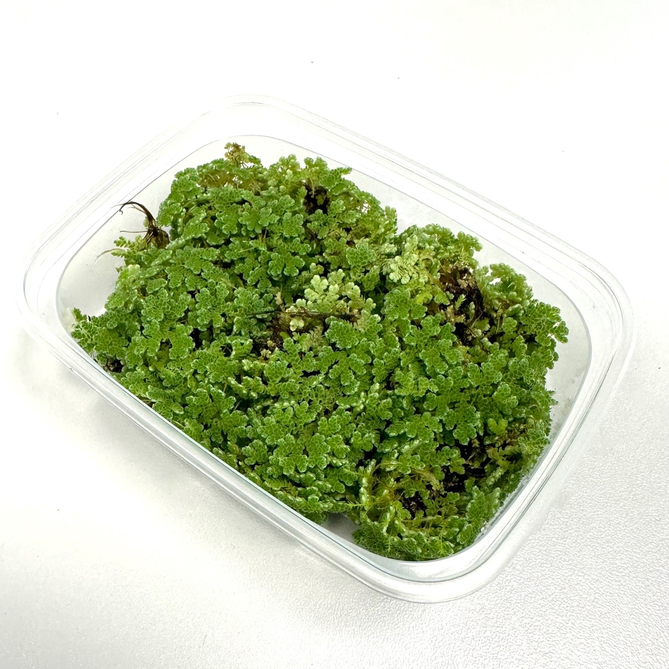 Azolla caroliniana portion